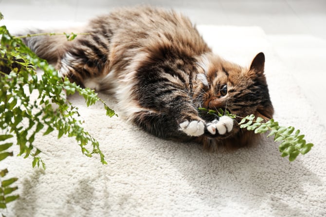 Cat Playing