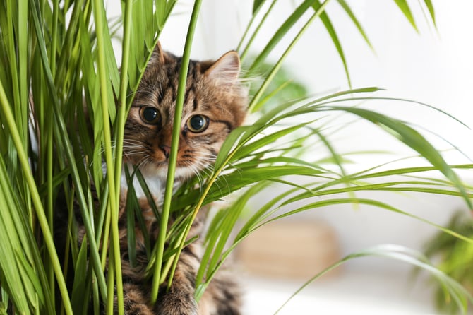 Cat in Palm (1)
