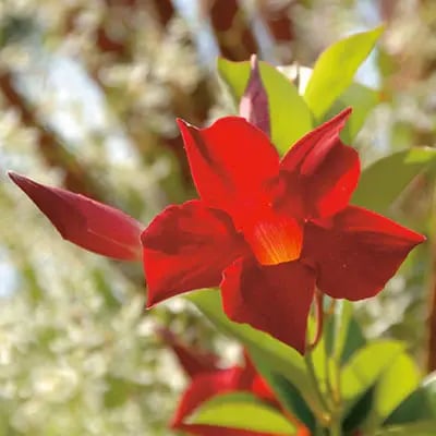 Costa-Farms-Mandevilla-Tropic-Escape-Sun-Parasol-Crimson_1000x1000
