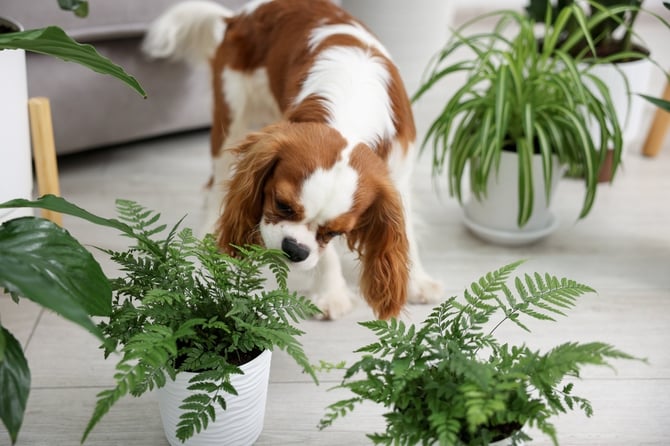 Dog chewing 2