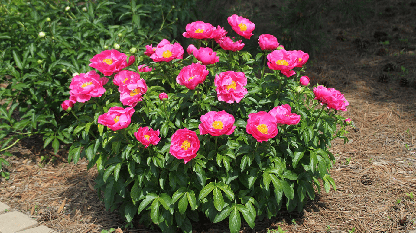 Peonies Perennial or Annual: Know Their Growth Habit & Care