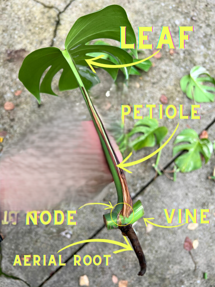 how-to-care-for-a-monstera-houseplants