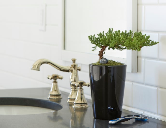 Bonsai - Juniperus- Bathroom 48890
