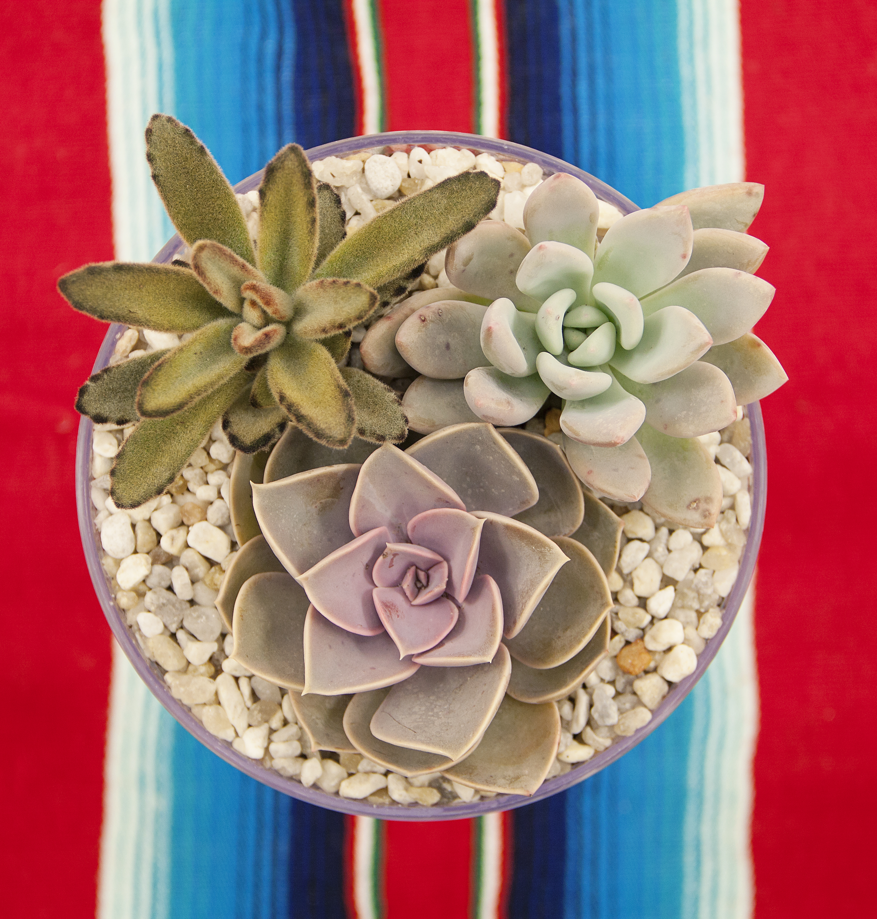 Succulent planter with Kalanchoe and Echeveria